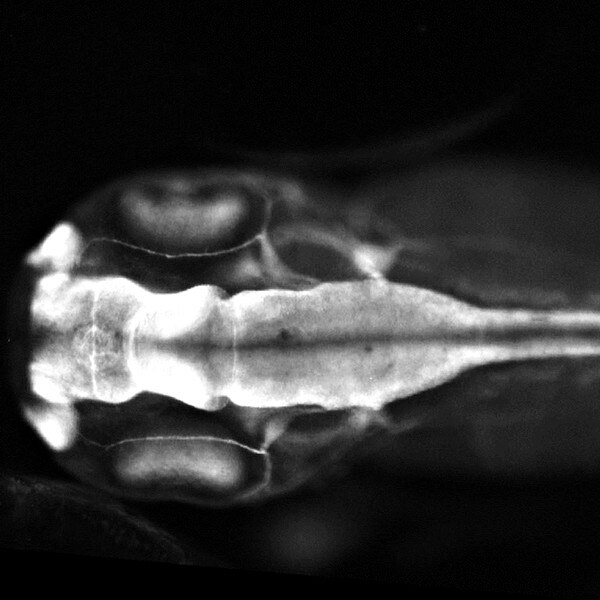 Immunofluorescent image of a stage 40 Xenopus embryo labeled with DSHB antibody 4d against NCAM. Image Credit: Annette Borchers, PMID: 32424618, Fig. 5E.